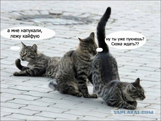 Подпиши фото!