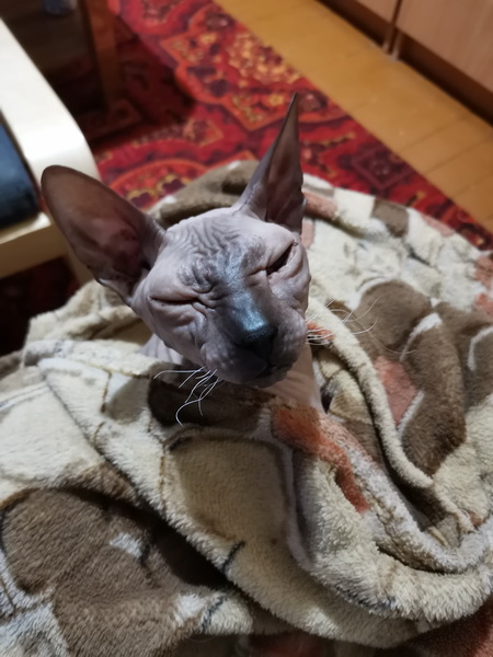 Котовторник?! Коты во вторник!