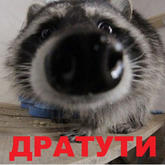 Подборка енотов