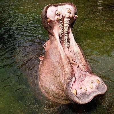 Саманта Рамсделл - девушка с невероятно большим ртом