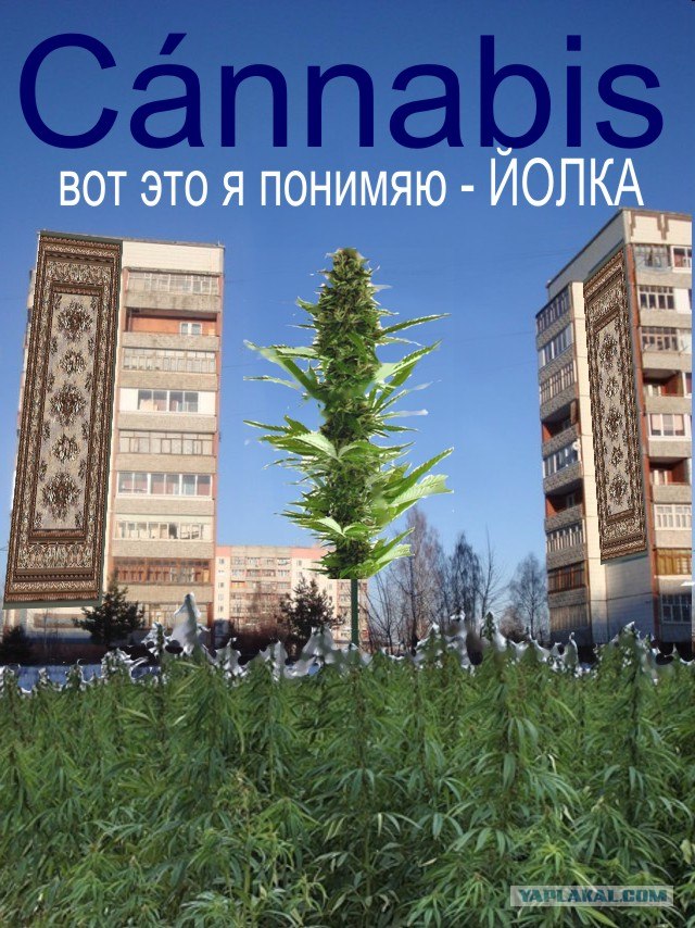 У нас в городе поставили ЙОЛКУ
