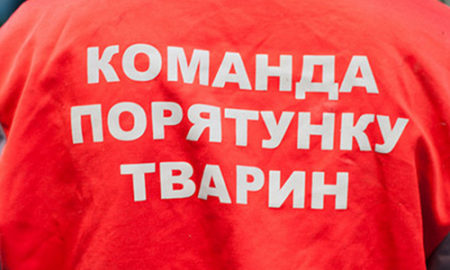В Киеве волонтеры Команды спасения животных 5 часов вытаскивали африканского ежика, который застрял в чугунной батарее