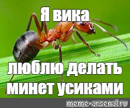 Как наказать муравья