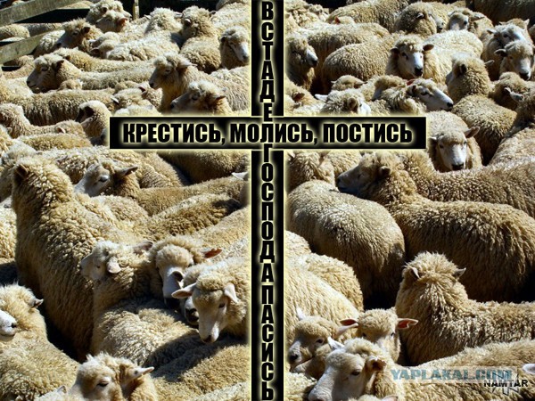 Депутат ЗакСа предложила штрафовать верующих