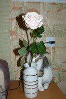 Котовторник 16.04.2013