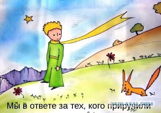 Проводница разлучила хозяина с котом
