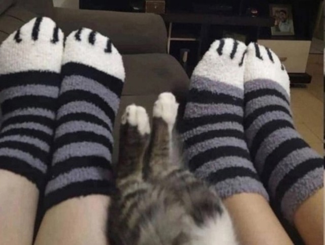 Жизнь домашнего приюта "Котоленд" 430