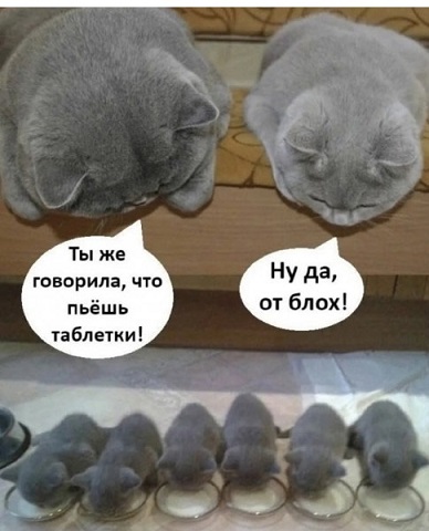 - В "Пятёрочку" заскочим?
