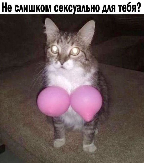 К котовторнику: подборка картинок-баянов с котиками и про котиков. Выпуск 12