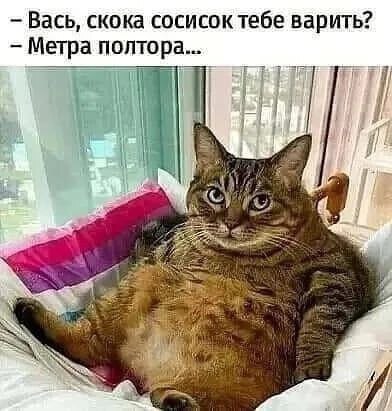 К котовторнику: подборка картинок-баянов с котиками и про котиков. Выпуск 18.