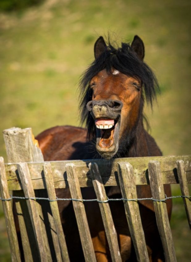 Фото ассортинки