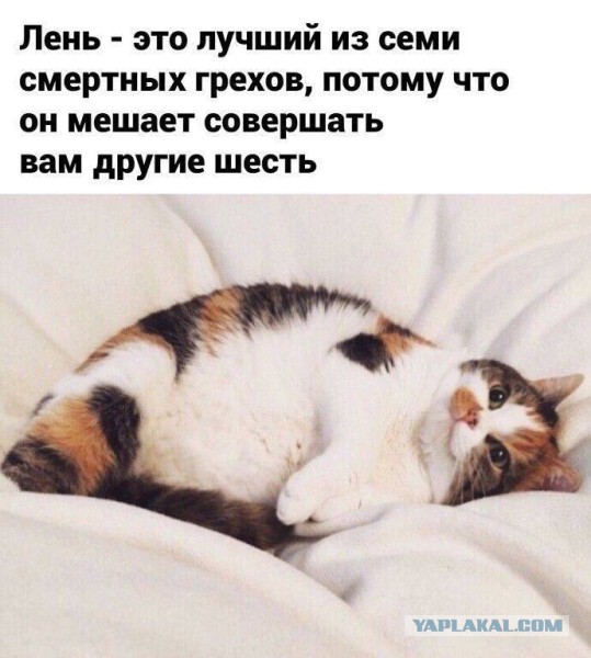 Веселые картинки в пятницу (14.11)