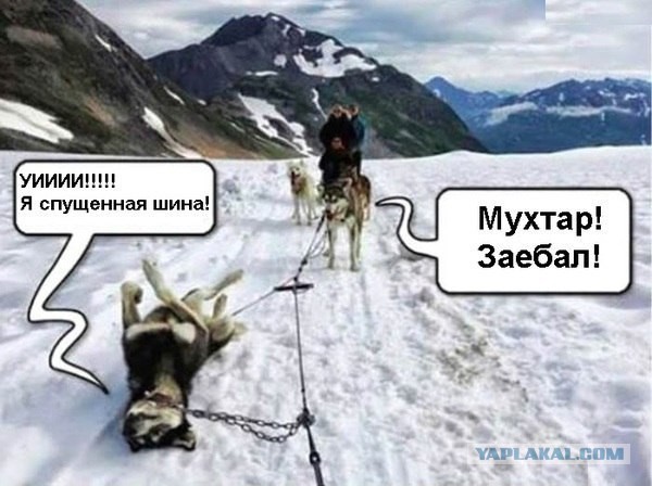 Собаки - нетормозяки