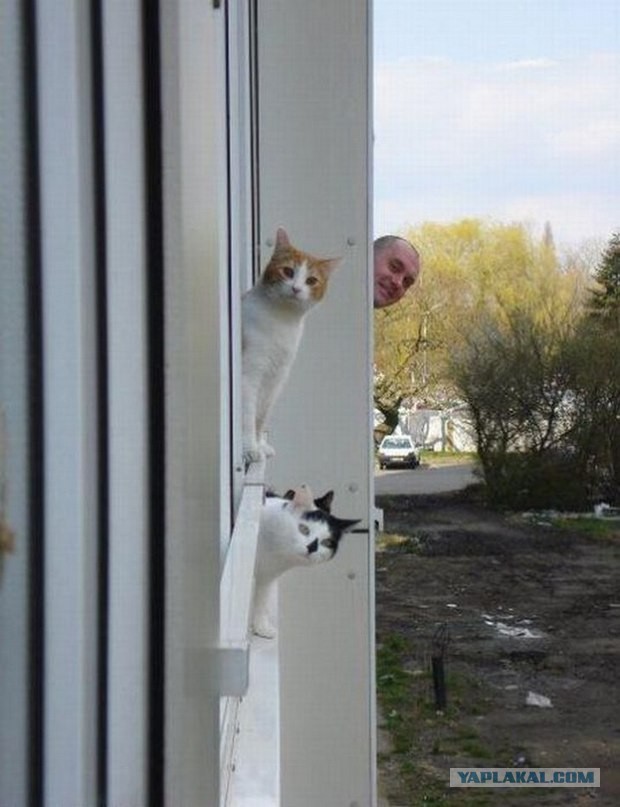 Соседский котэ...