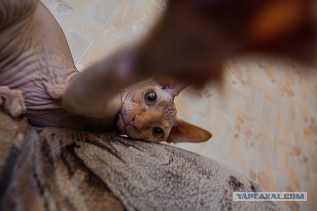Котовторник  08.04.2014