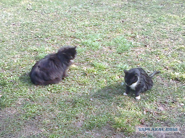 Котовторник   15.04.2014