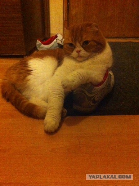 Котовторник 10.06.2014