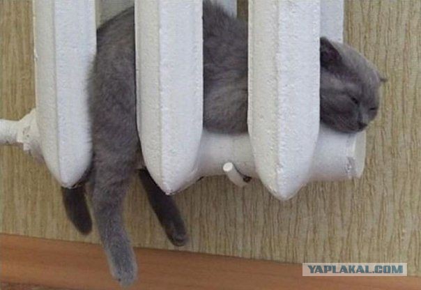 Мистер, с вашей женой всё в порядке?