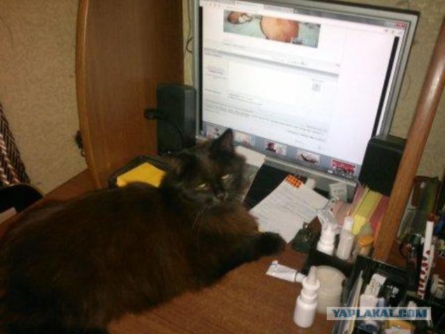 Жизнь домашнего приюта для котеек 31