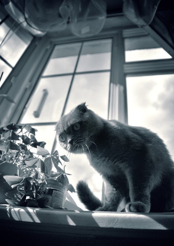 Котовторник 30.12.2014