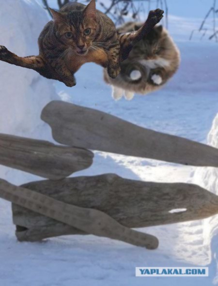 Ну очень жабельно