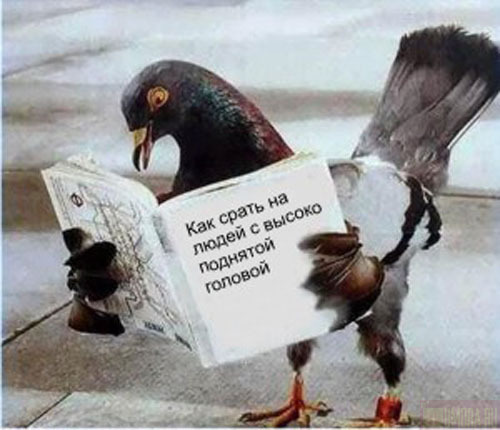 О чём думают коты........