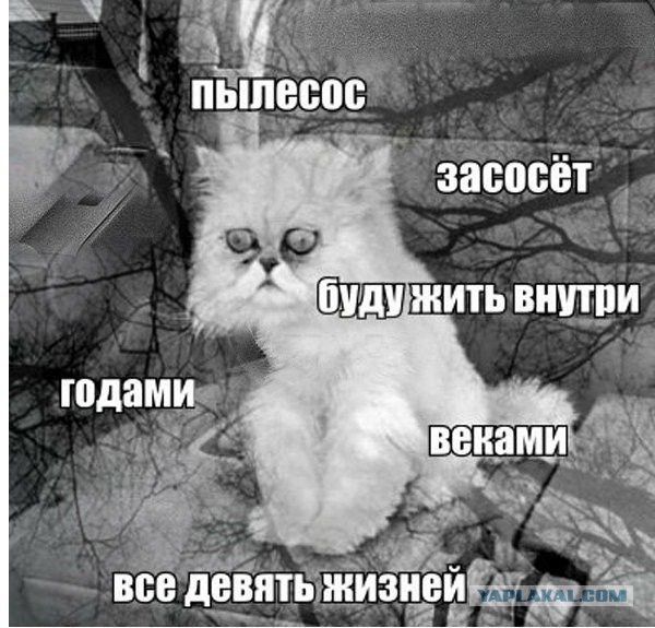 Война с котом.