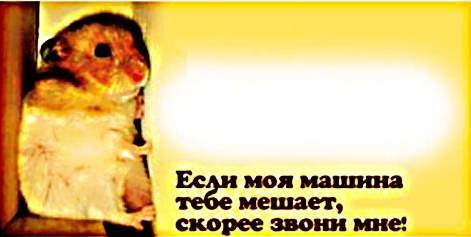Открытки, с номером телефона в машину.