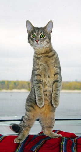 Работы сухой кистью художника Елены Коваленко