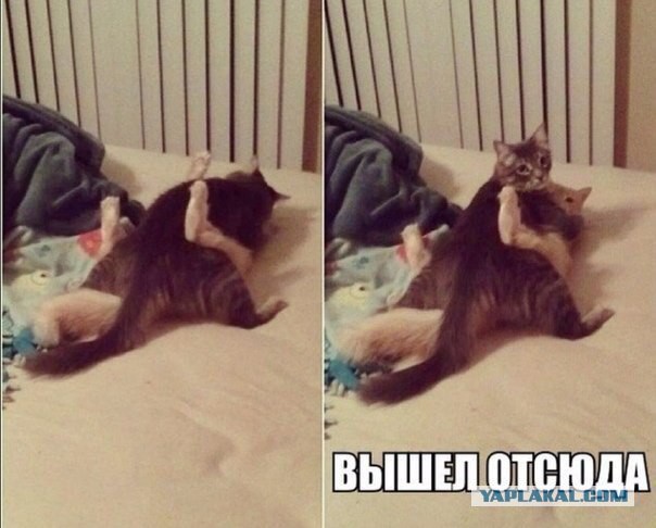 Кота с кошкой запалили