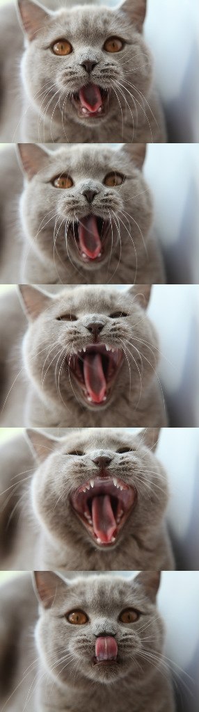 Котовторник 15.12.2015