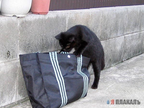 Коты, кошки, котята