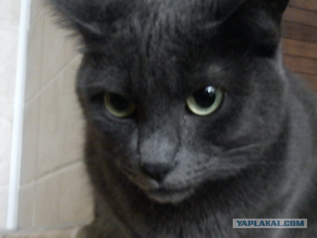 Коты, они - как люди!