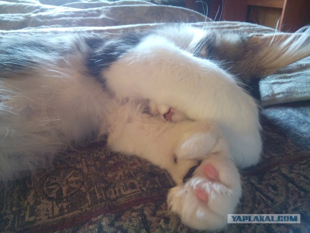 Пост невероятной кошачьей красоты. 25 фот.