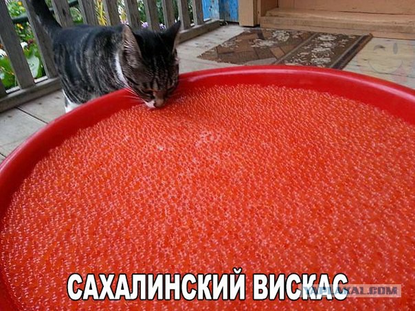 Нищий Российский народ.
