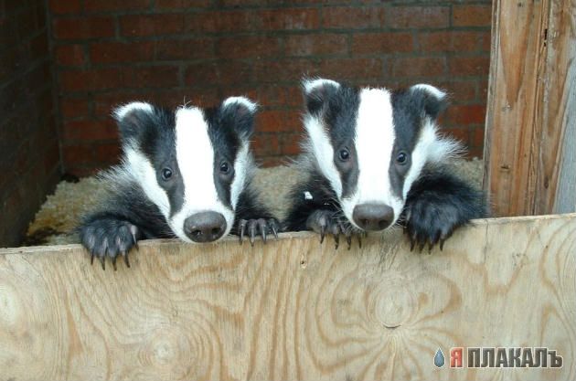 ГРЫЗУНЫ. Мыши, крысы, хомячки и т.д.