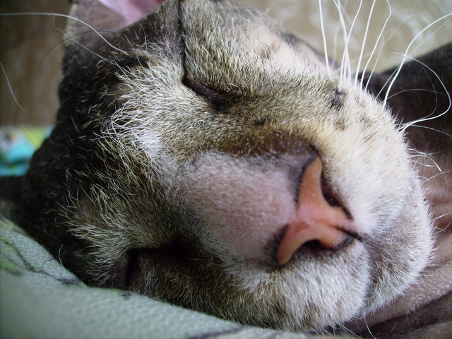 Коты, кошки, котята