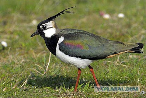 Каких птиц вы видите в городе?