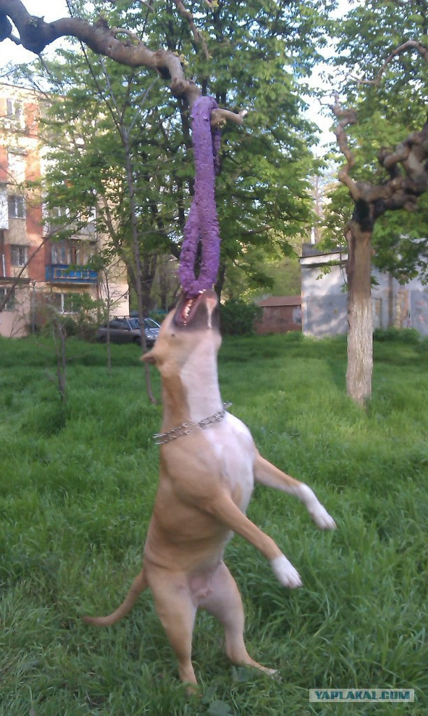 Страшно красивые терьеры