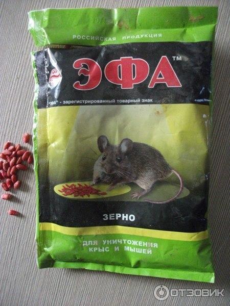 Про кормильщиков голубей