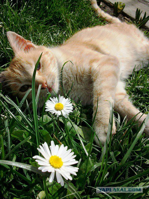 Котовторник 07.06.2016