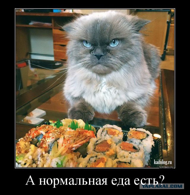 А ты не забыл покормить кота?!