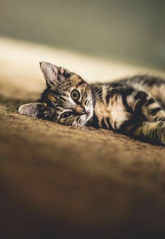 Коты из сети