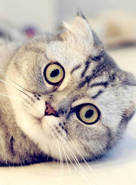 Коты из сети