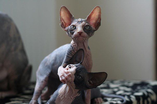 ГЛАГОЛящие коты