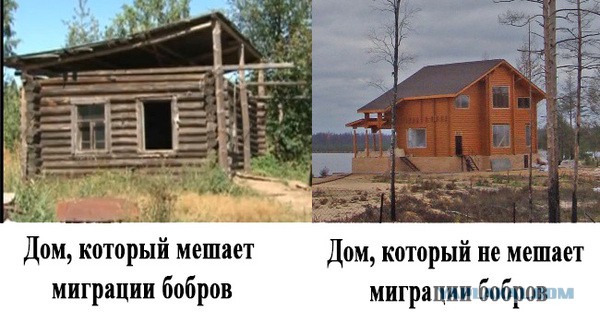 Пенсионер, которого судебные приставы выселили чтобы не мешал бобрам, скончался.