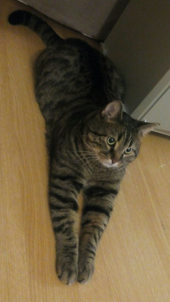 Коты и Кошки