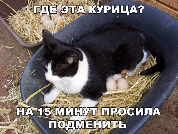 Подборка интересных и веселых картинок