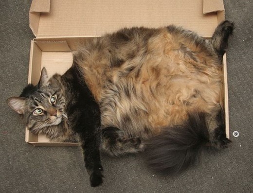 Коты и Кошки