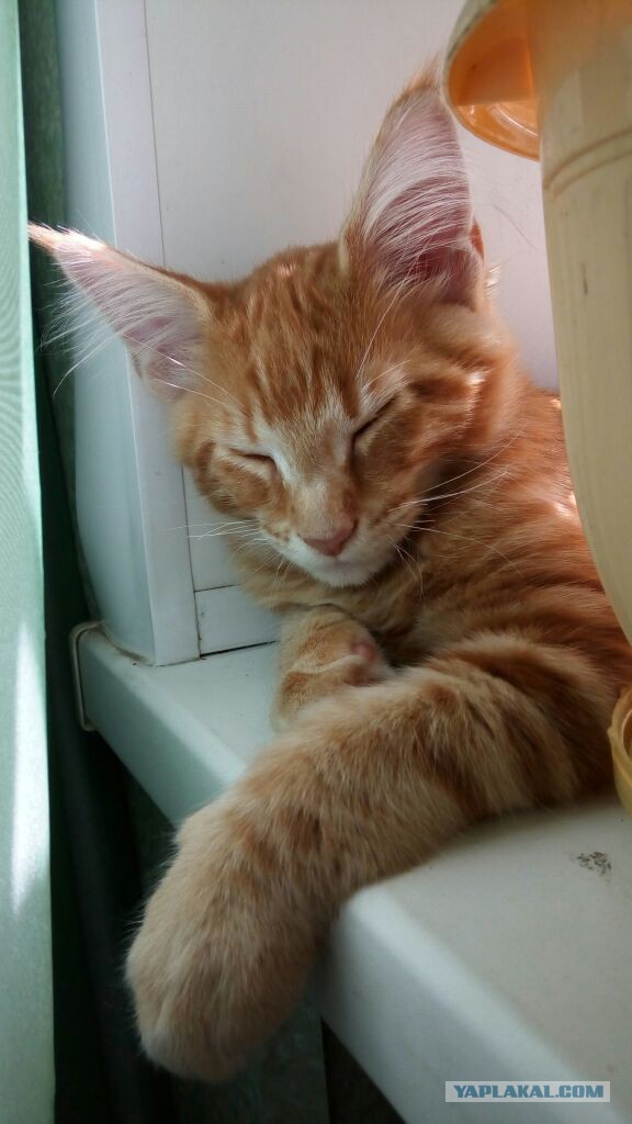 Котовторник 18.07.2017